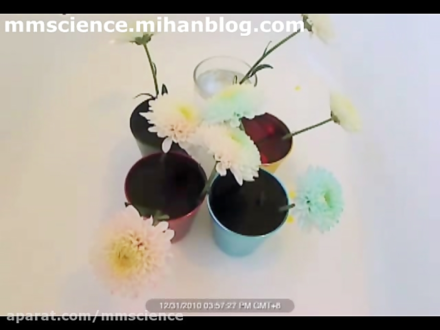 تغییر رنگ گلبرگ ها در آب رنگ (...