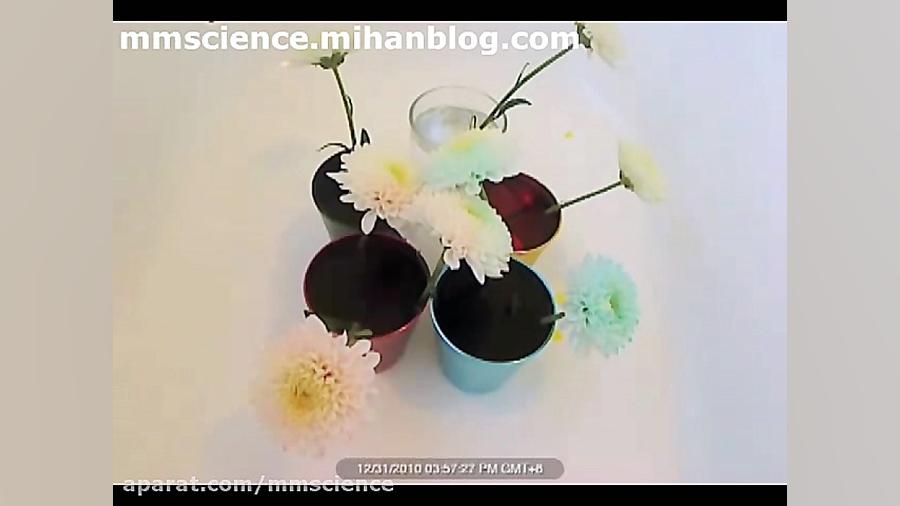 تغییر رنگ گلبرگ ها در آب رنگ (...