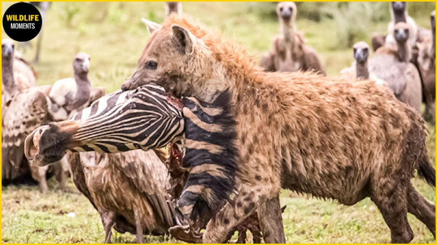 حیات وحش  45 لحظه بی رحمانه کف...