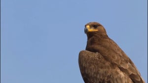 چگونه شاه عقاب برای غذا دادن ب...