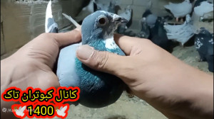 در مورد.هرز نشستن ؟کبوتر پلاکی...