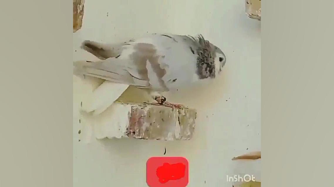 کلیپ فیلم کفتر عشقبازی