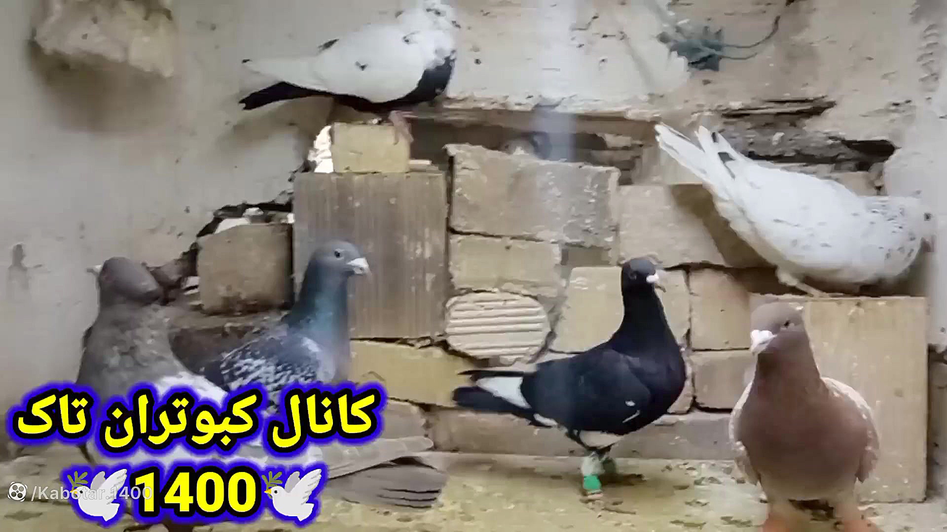 نمایشی از کبوتر غریب