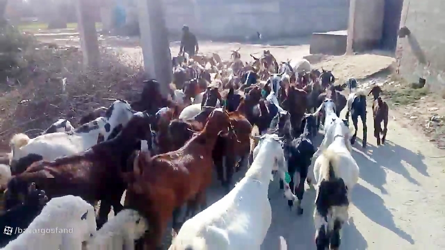 بز پاکستانی