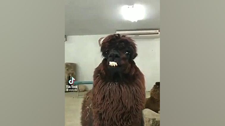 بز قهوه ای دندون دراز