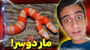 این مار دوتا سر داره!!.. عجیب...