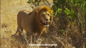 حیات وحش  شکار شیرهای وحشی  نب...