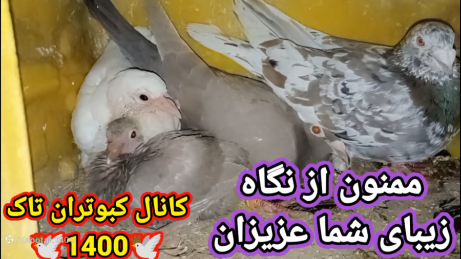 نکاتی در مورد جوجه کبوتر وجابج...