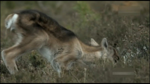 مستند حیات وحش  حیوانات وحشی...