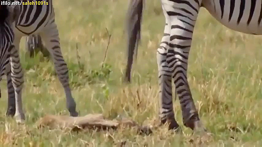 راز بقا  کشته شدن شیر از شکنجه...