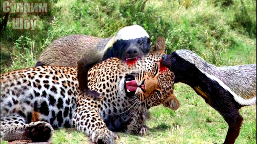 نبرد حیوانات وحشی :: گورکن عسل...