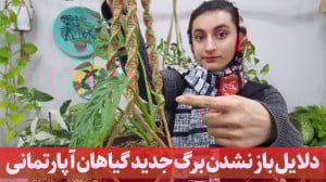 ریشه یابی علت لوله ماندن برگ گ...