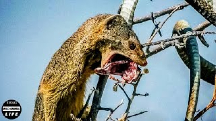 شکار شدن وحشتناک مار !!!! وقتی...