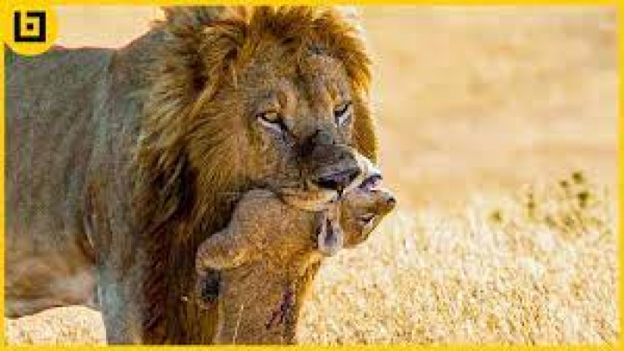 15 لحظه بی رحمانه حیواناتی که...