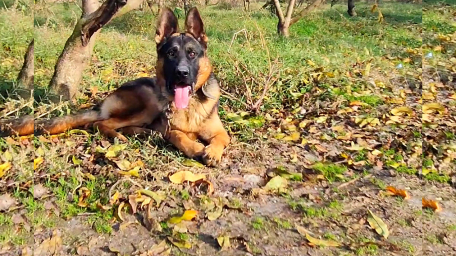 دنبال یه ژرمن شپرد اصیل خاص می...