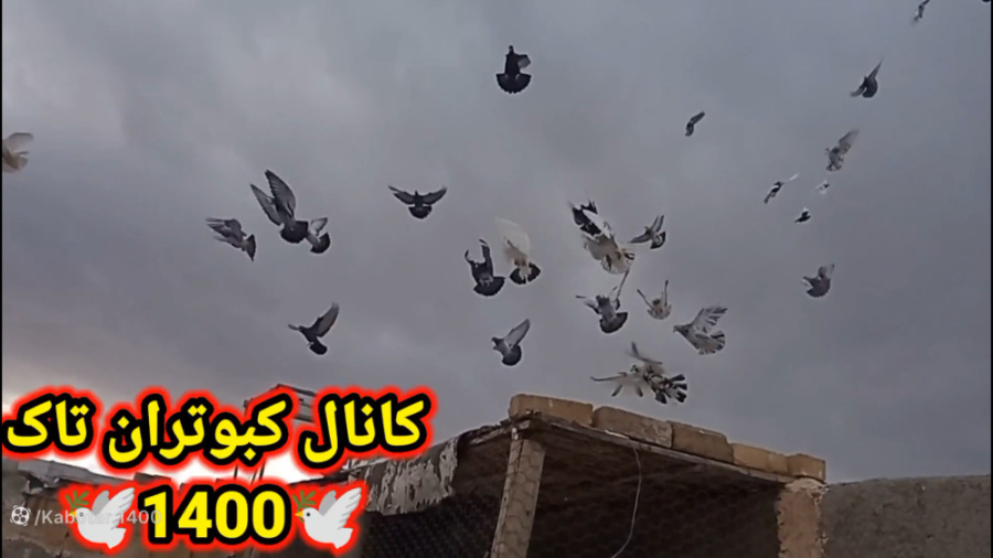 کبوتر بازی یا همون چاشنی‌ بازی...