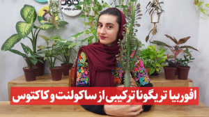 چطور از کاکتوس افوربیا نگهداری...