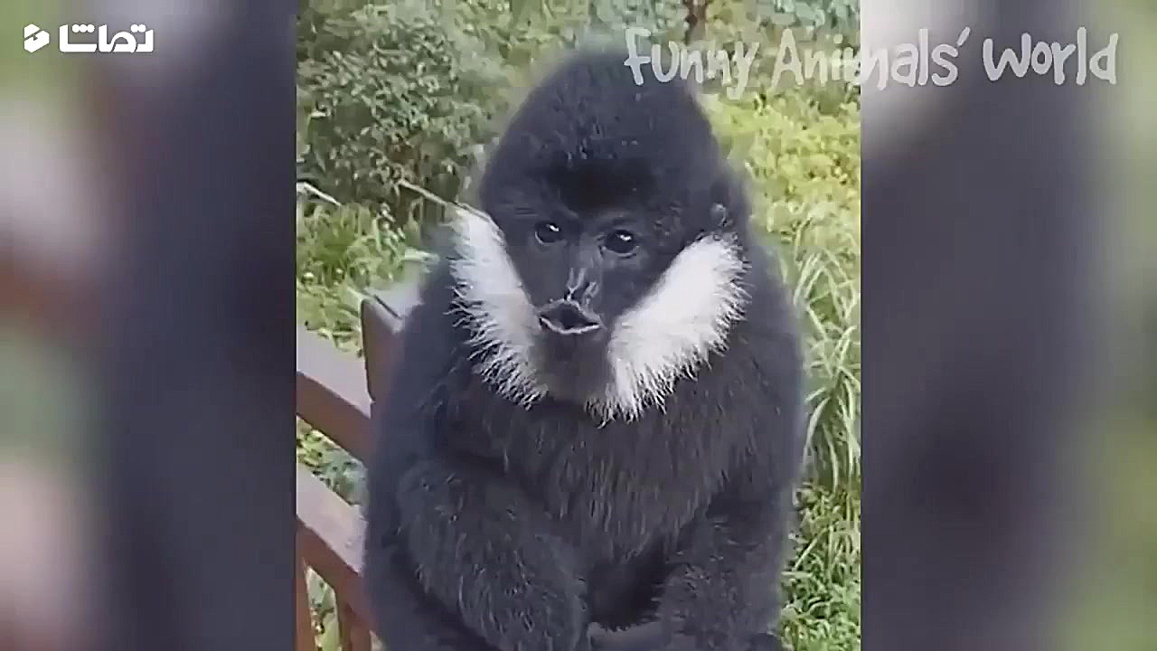 کلیپ های خنده دار