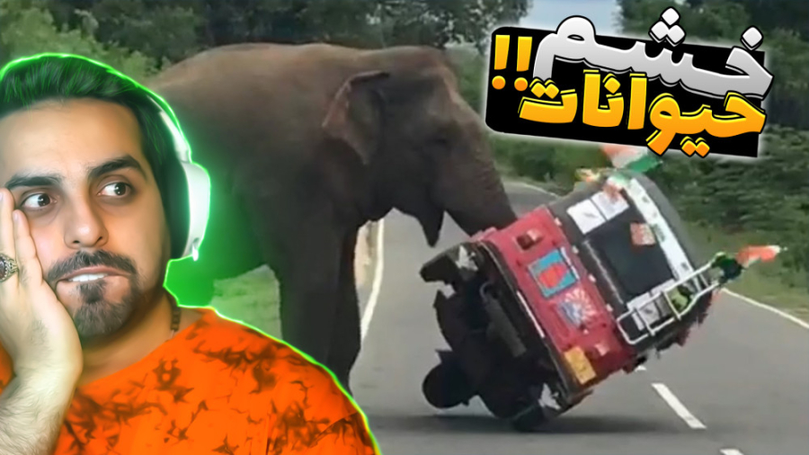 حیوانات رو عصبانی نکنید !! انس...