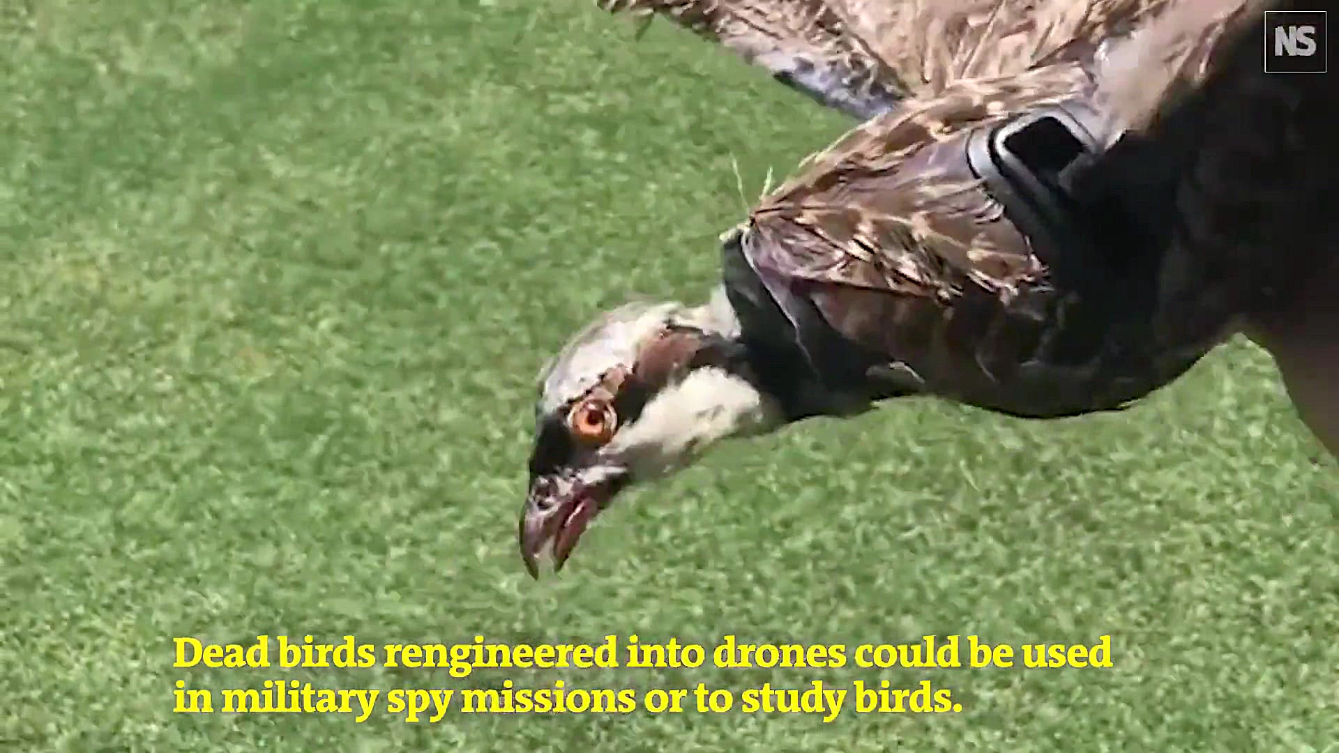 دانشمندان با پرنده مرده، پهپاد...