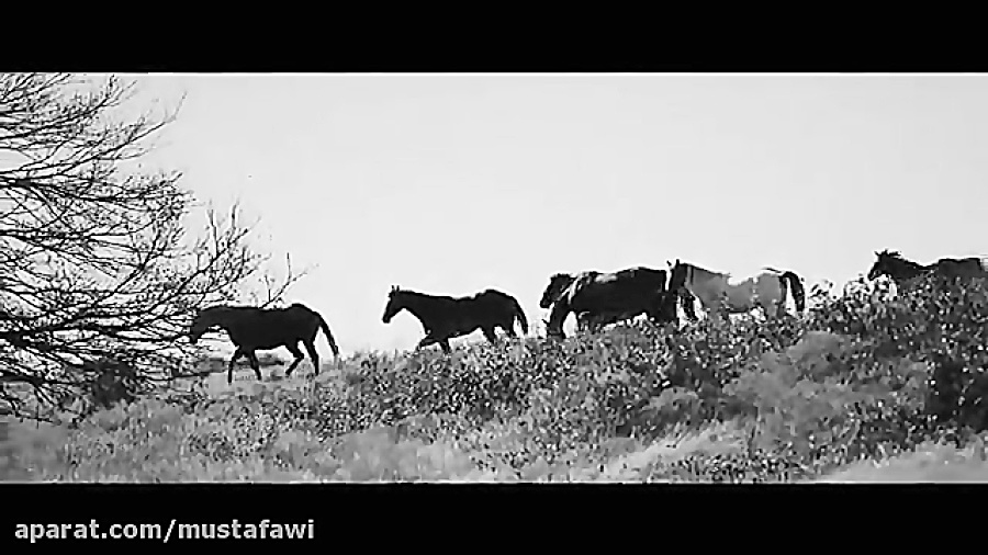 Just Like Them Horses