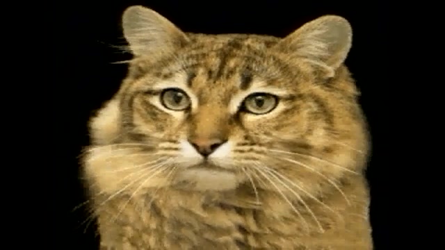 شباهت گربه به ببر