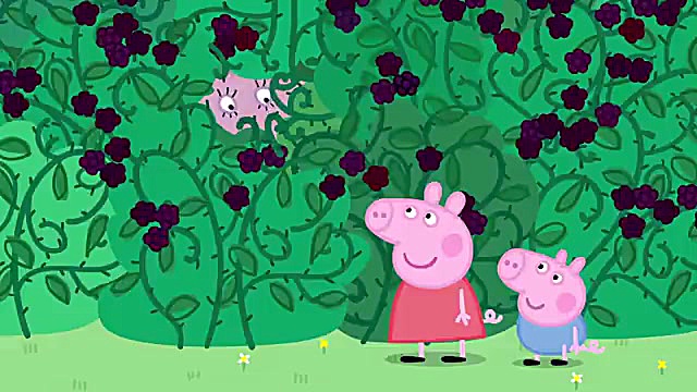 کارتون پپا پیگ چیدن تمشک