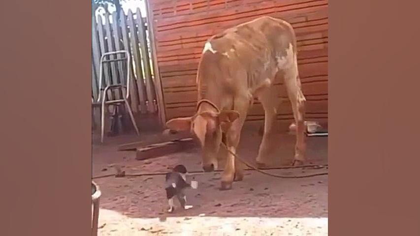 فلفل نبین چ ریزه