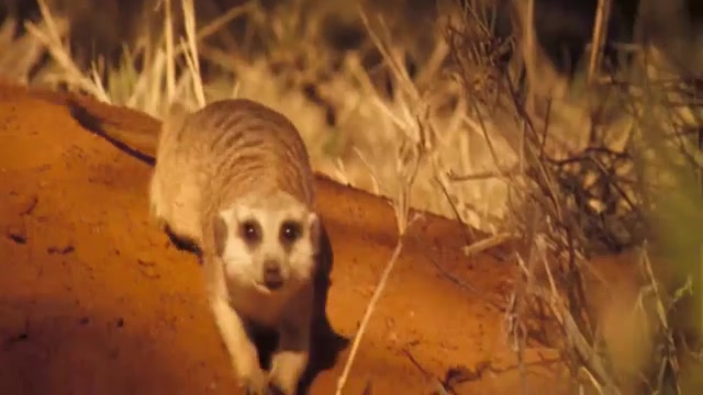 نبرد برای زندگی، آخر هیجان