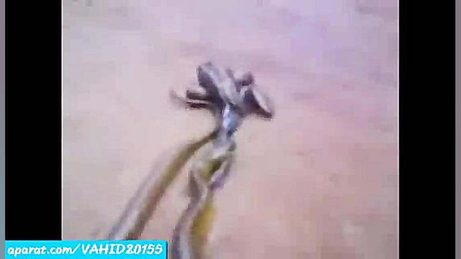 جنگ و نبرد دیدنی بین قورباقه و...