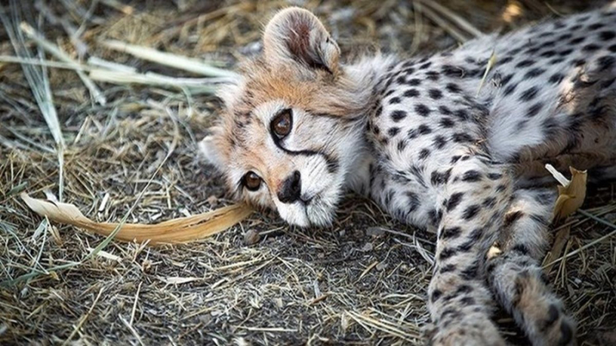 آخرین تصاویر غم انگیز پیروز در...