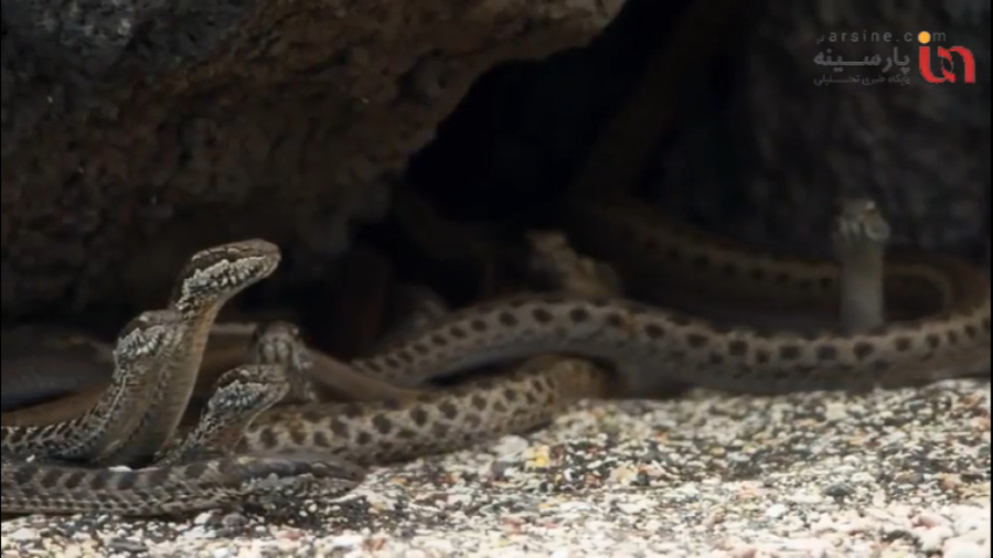 فیلم ترسناک جزیره مارها  حتما...