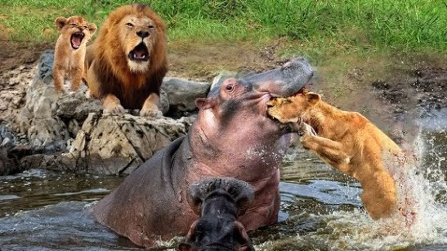 حیات وحش، حمله حیوانات وحشی رح...