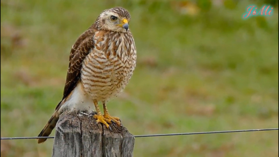 مستند حیات وحش | شکار حیوانات...