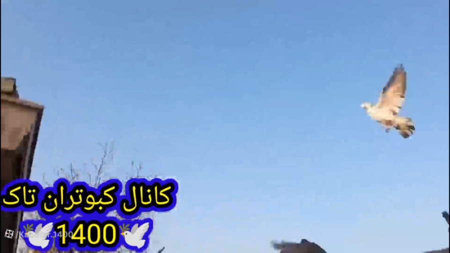 پرواز کبوترای تازه جلد.