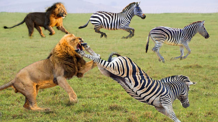 شیر توسط مادر گورخر کتک میخورد...