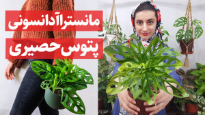 گیاهان آپارتمانی | راز شادابی...