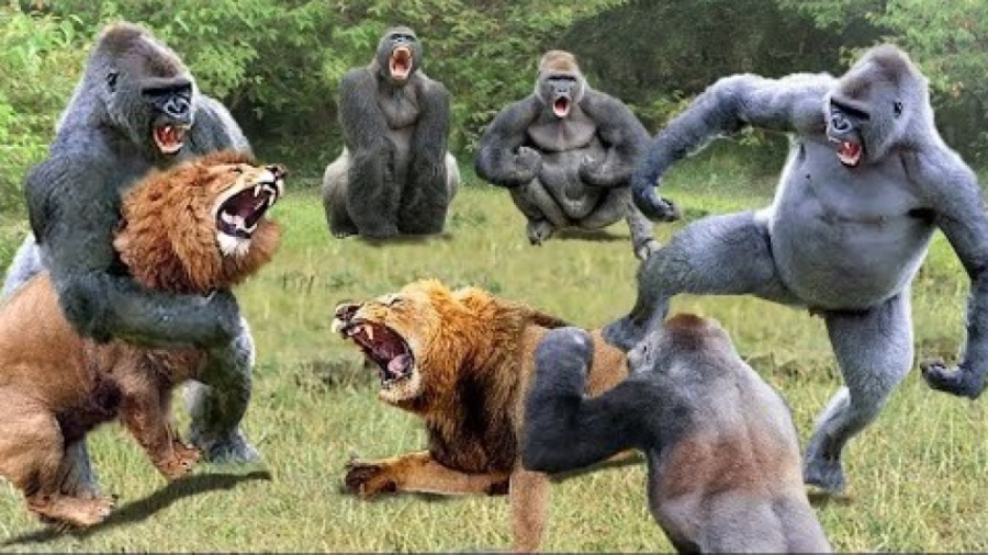 حیات وحش، حمله شیر برای شکار م...