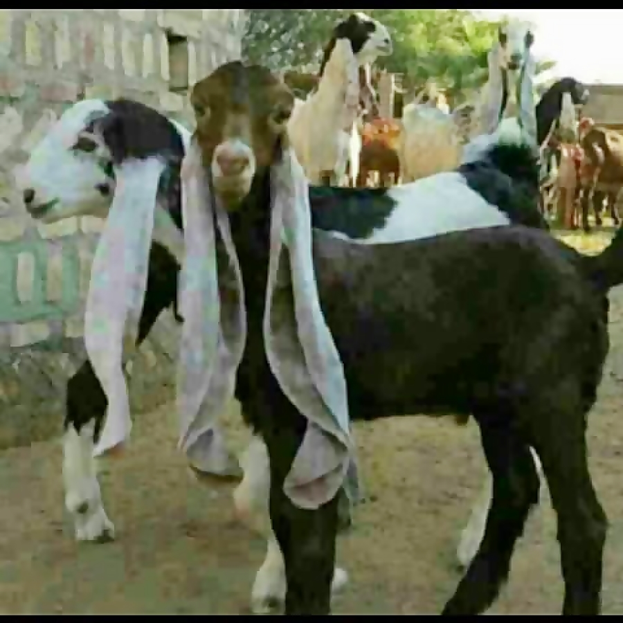ععع