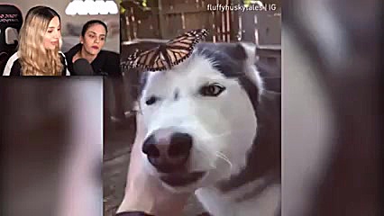 نگاه کردن ویدیو های کیوت حیوان...