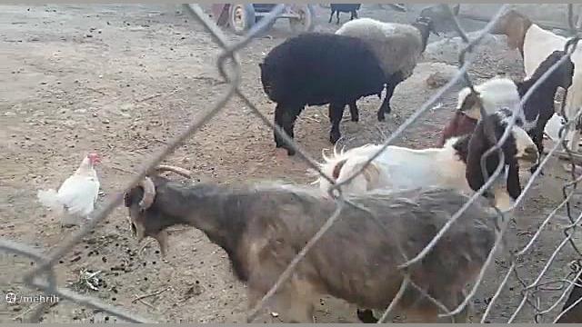 جفت گیری بز پاکستانی