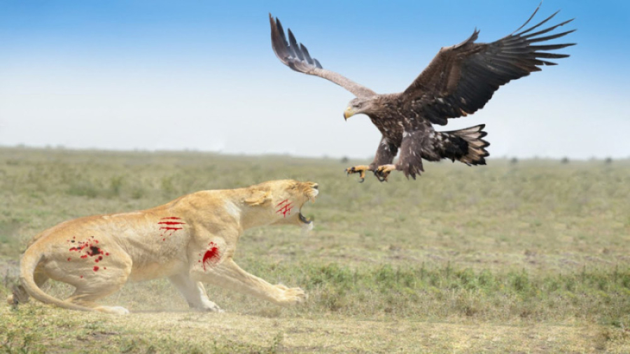 جنگ بین شیر و عقاب  نبرد عقاب...