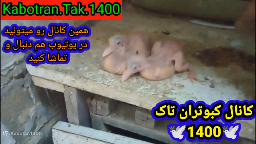نمایشی از جوجه کبوترام وجوجه ه...