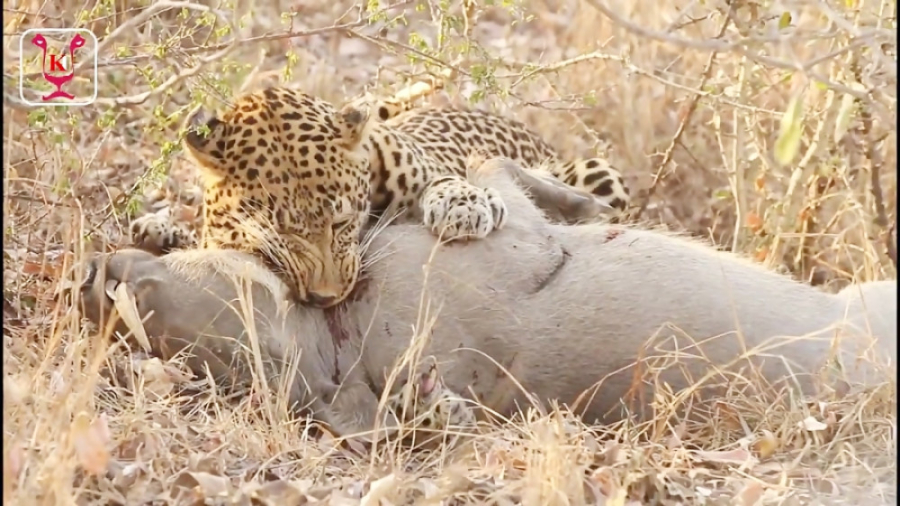 شکار گراز وحشی توسط پلنگ | نبر...