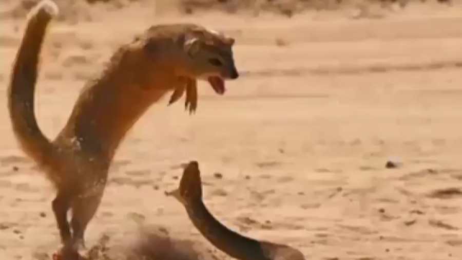 جنگ دیدنی مار کبری با گربه، شک...