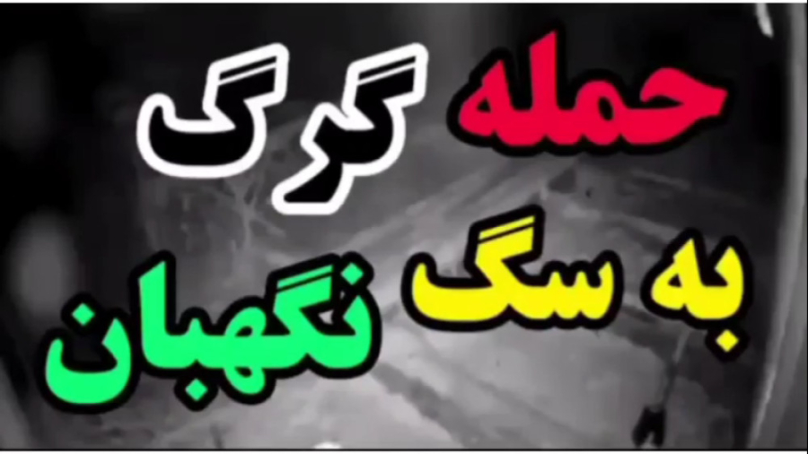 حمله گرگ به سگ نگهبان | شکست ع...