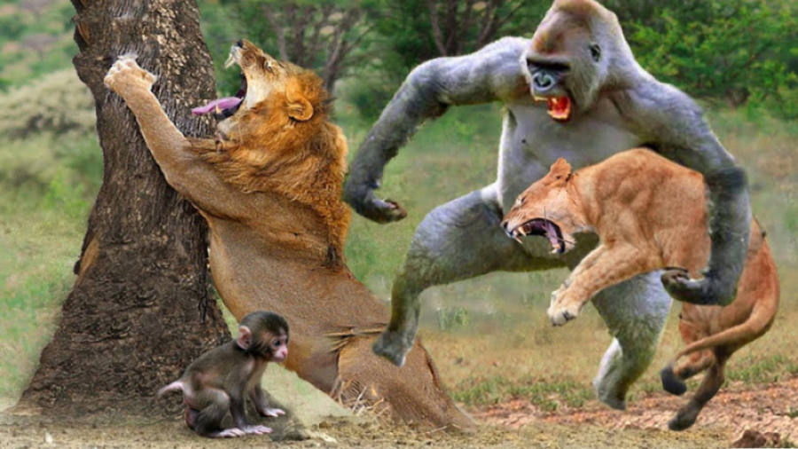 نبرد نادر حیوانات وحشی  نبرد گ...