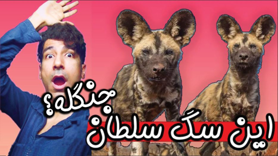 بررسی سگ کفتار یا سگ وحشی آفری...