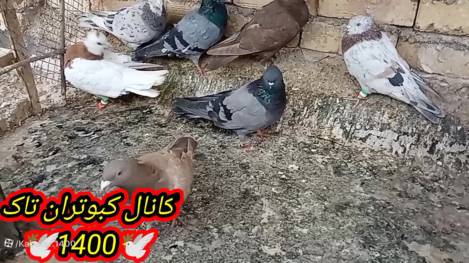 نحوه درمان چشم درد وعفونت چشم...