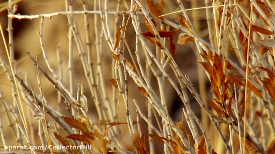 مستند راز بقا  مستند  حیات وحش...